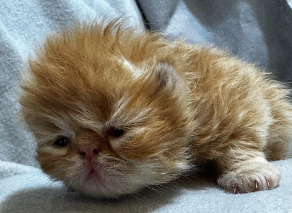 PO26 RED CREAM MALE Persian Available photo 5