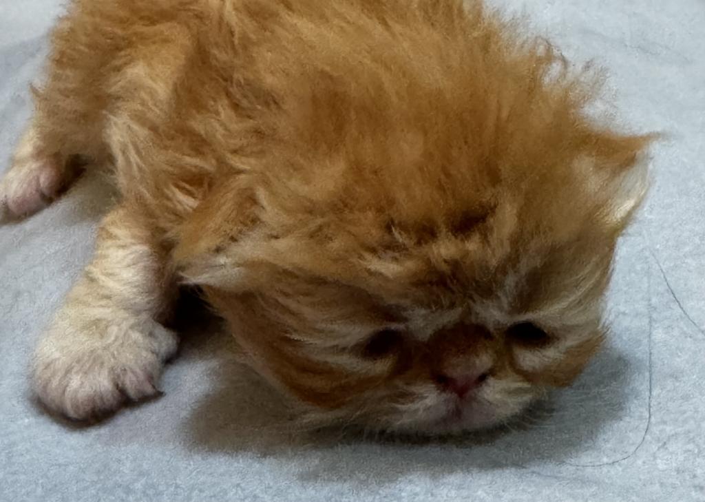 PO26 RED CREAM MALE Persian Available photo 4