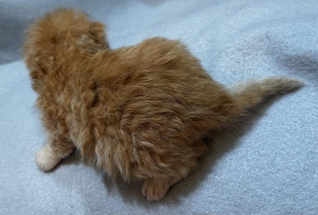 PO26 RED CREAM MALE Persian Available photo 2