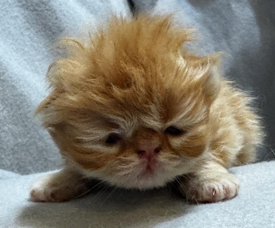 PO26 RED CREAM MALE Persian Available photo 1