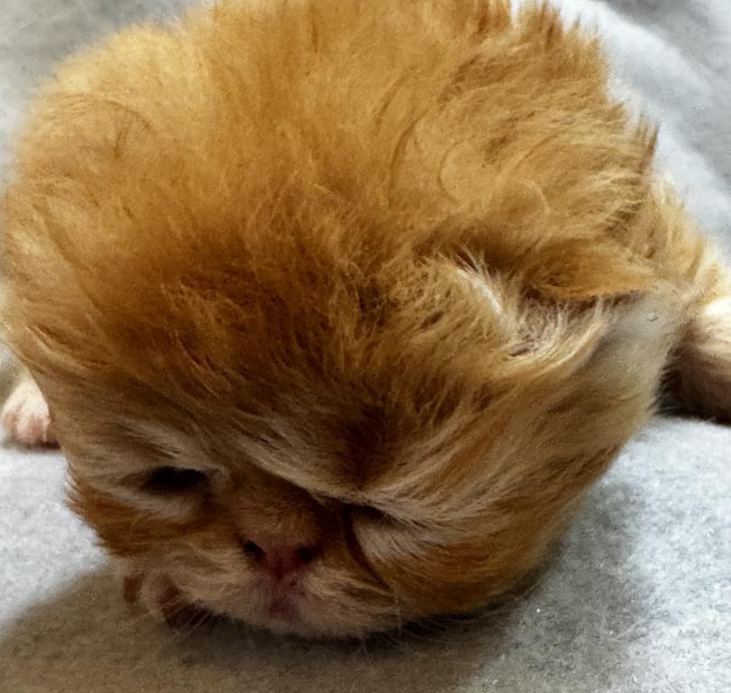 PO26 RED CREAM MALE Persian Available photo 6