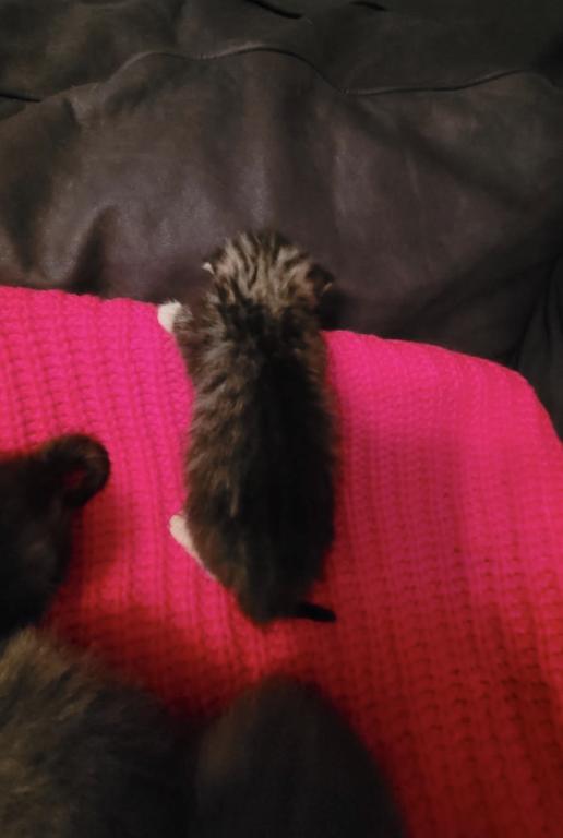 Dobbys Babies One photo 8