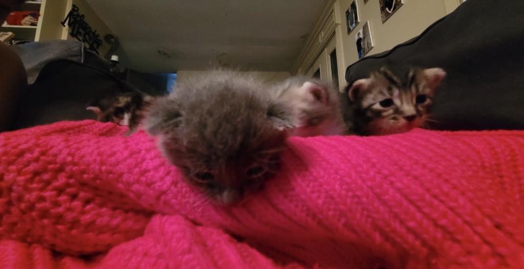 Dobbys Babies One photo 6