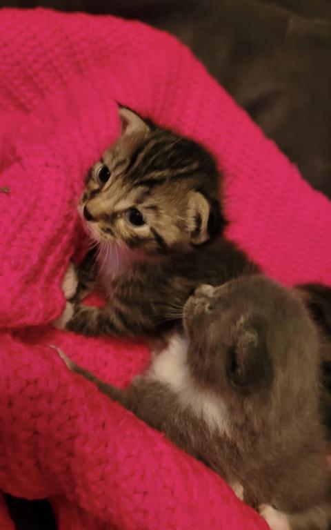 Dobbys Babies One photo 3