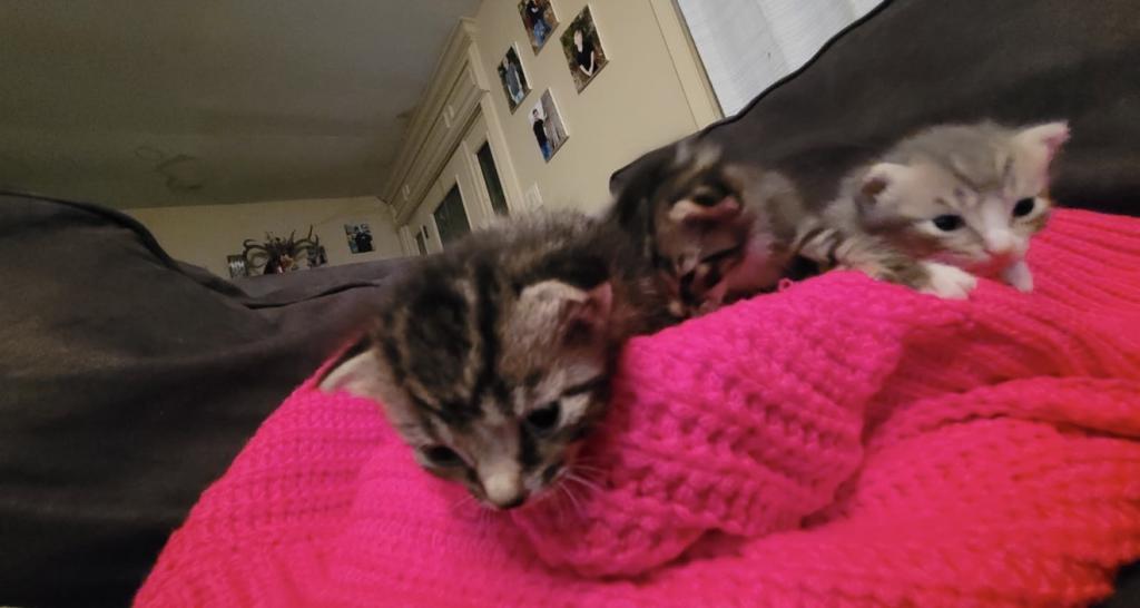 Dobbys Babies One photo 5