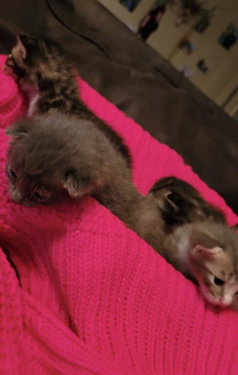 Dobbys Babies One photo 4