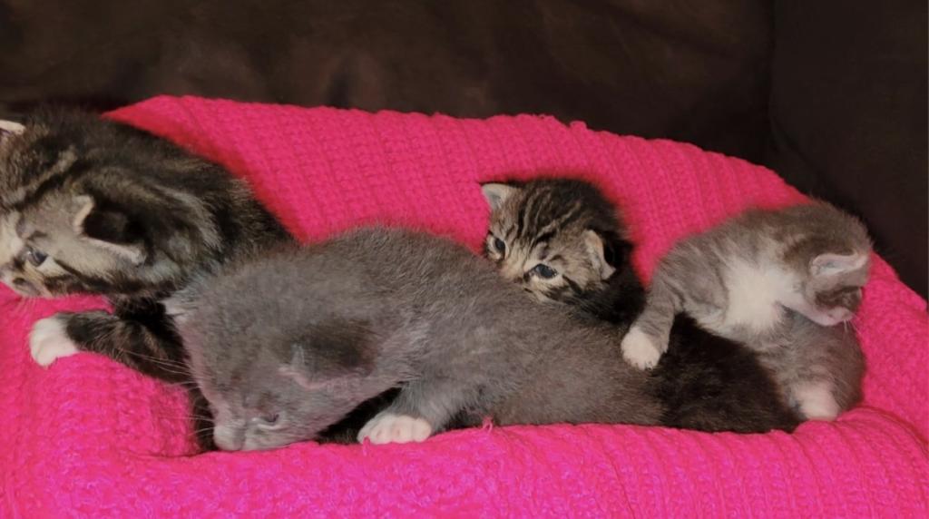 Dobbys Babies One photo 2