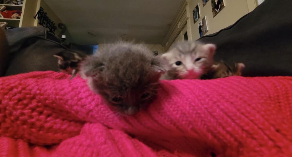 Dobbys Babies One photo 7
