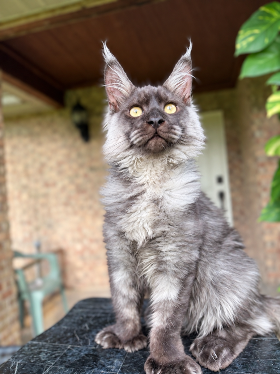 Black Smoke Polydactyl Male photo 1