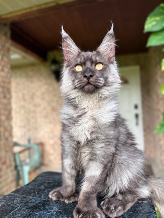 Black Smoke Polydactyl Male photo 3