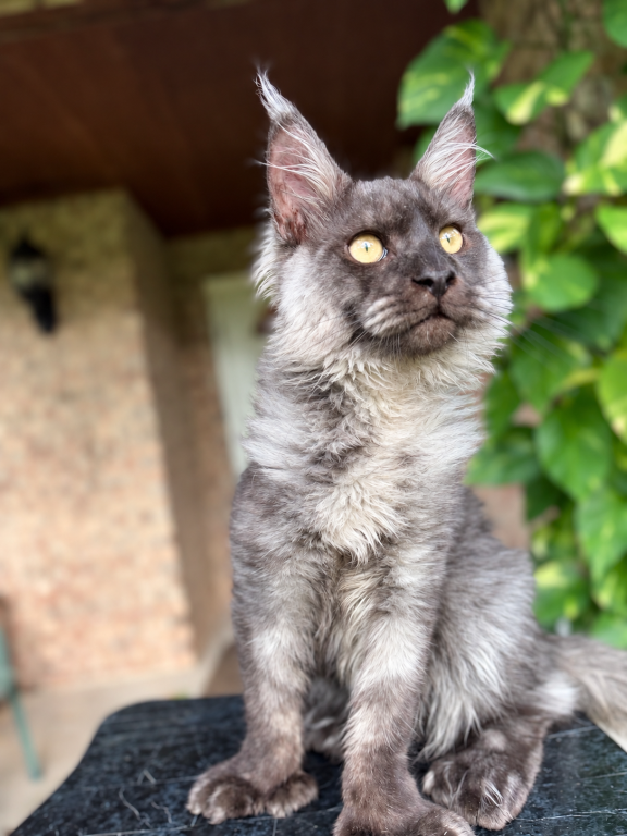Black Smoke Polydactyl Male photo 2
