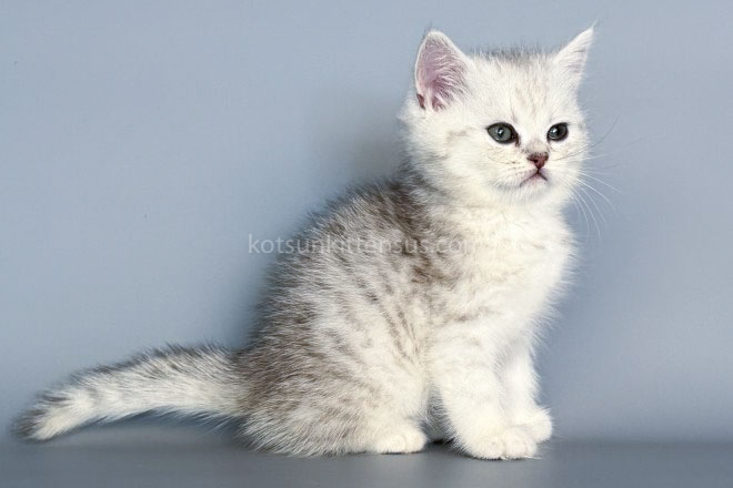 Nimbus Snow Leopard Silver Brtitish Shorthair Boy photo 1
