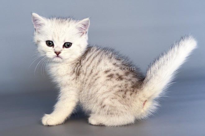 Nimbus Snow Leopard Silver Brtitish Shorthair Boy photo 3