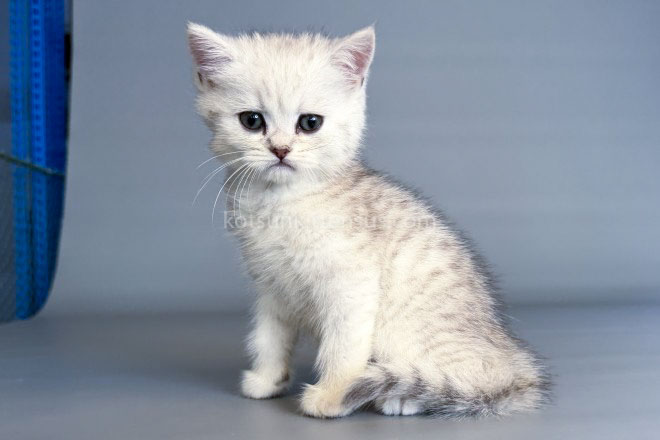 Nimbus Snow Leopard Silver Brtitish Shorthair Boy photo 6