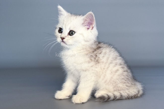 Nimbus Snow Leopard Silver Brtitish Shorthair Boy photo 5