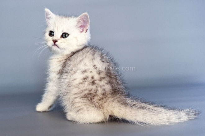 Nimbus Snow Leopard Silver Brtitish Shorthair Boy photo 4