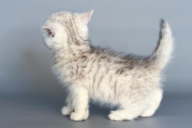 Nimbus Snow Leopard Silver Brtitish Shorthair Boy photo 7