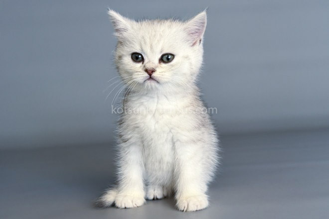 Nimbus Snow Leopard Silver Brtitish Shorthair Boy photo 2
