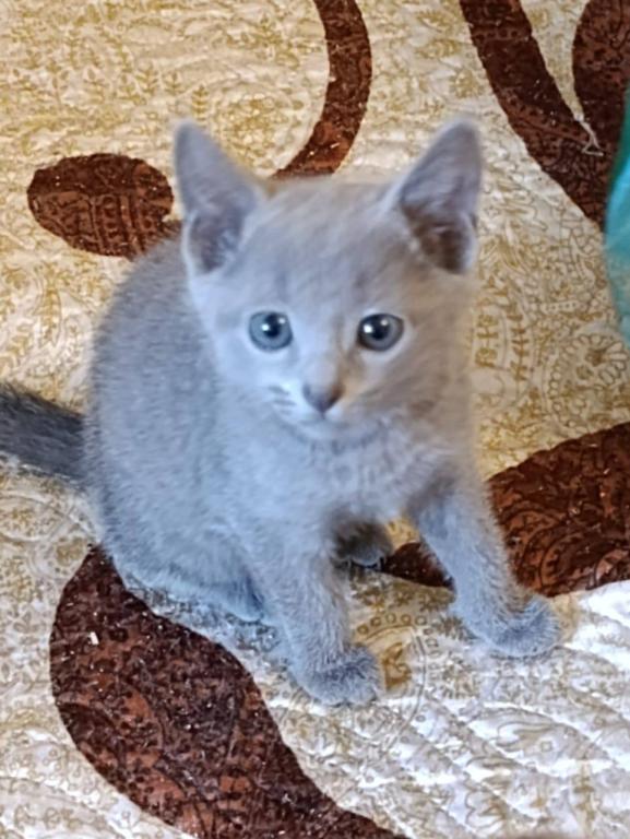 Russian Blue Dasha photo 4
