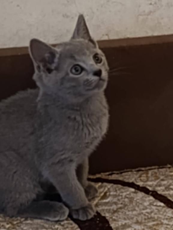 Russian Blue Dasha photo 2