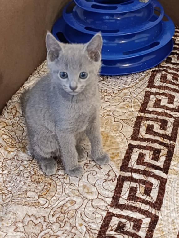 Russian Blue Dasha photo 5