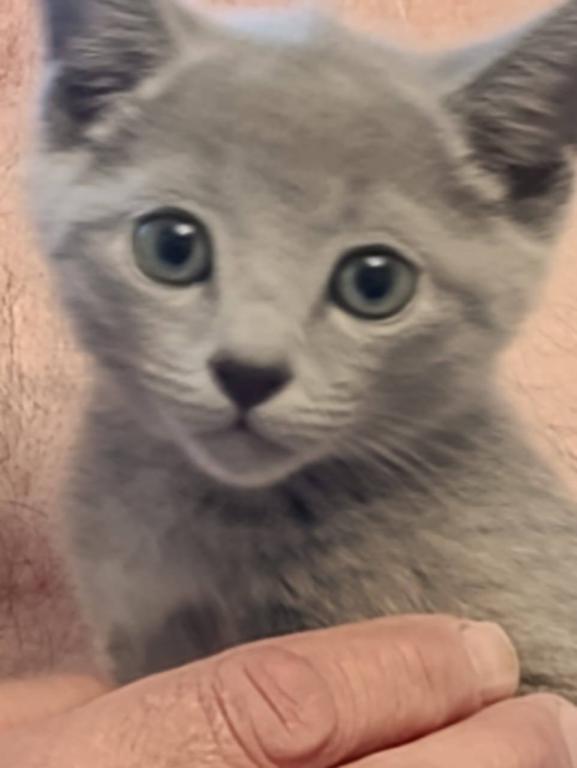 Russian Blue Dasha photo 1