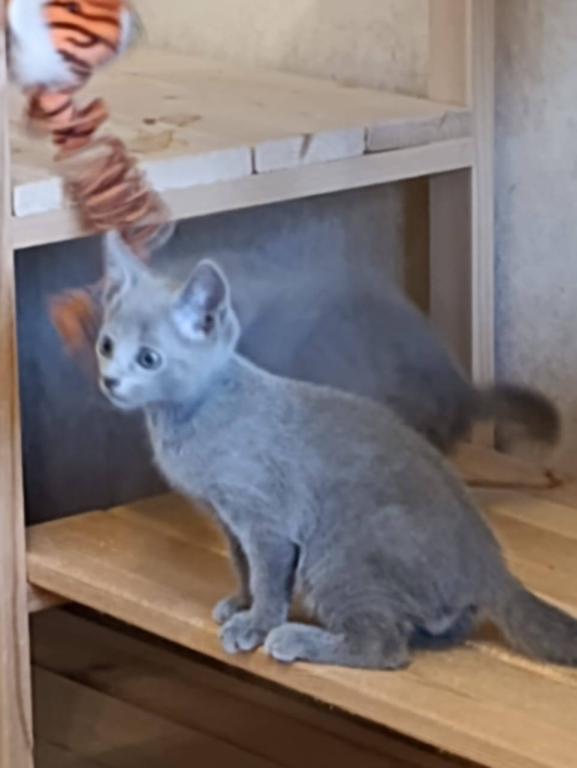 Russian Blue Dasha photo 3