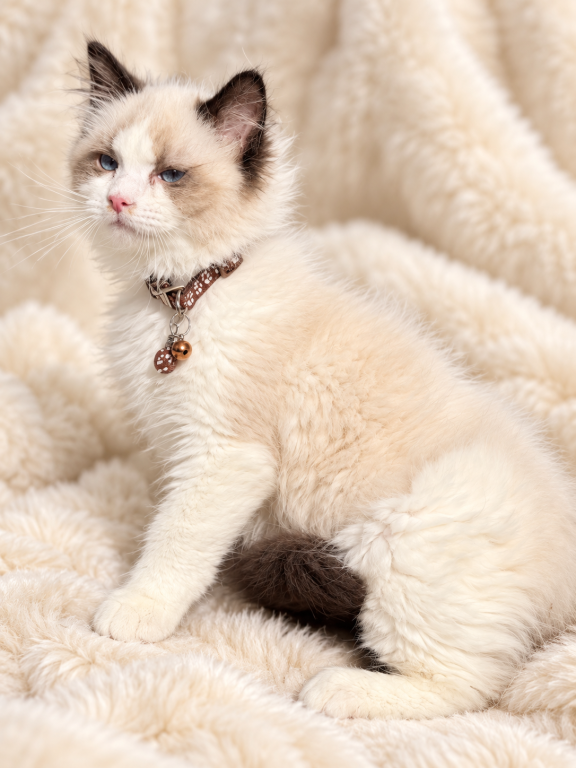 Regal photo 4