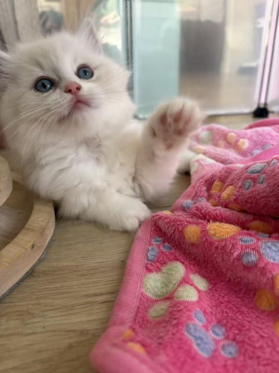 Polo photo 2