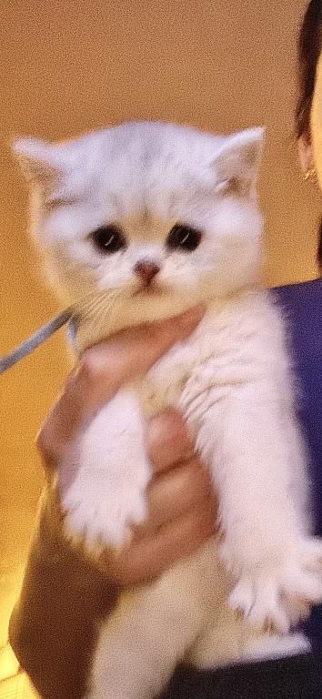 Everly photo 2