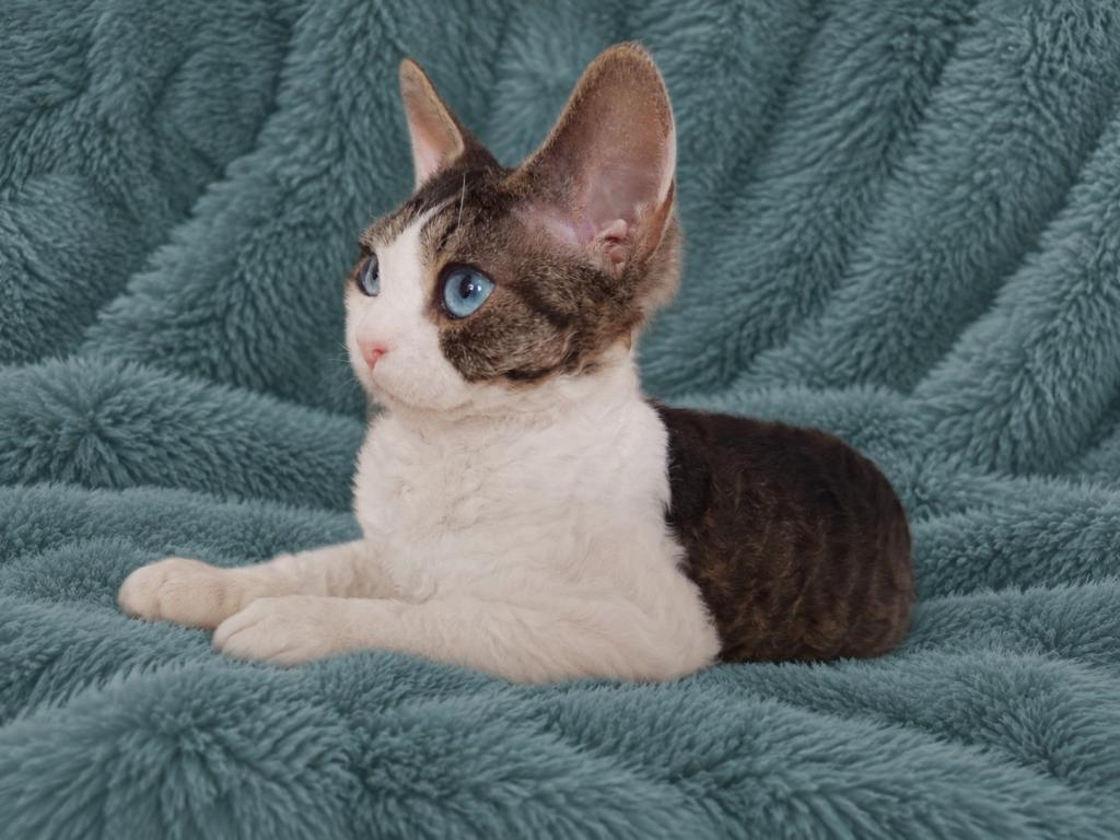 Devon Rex With Dominant Blue Eyes photo 5