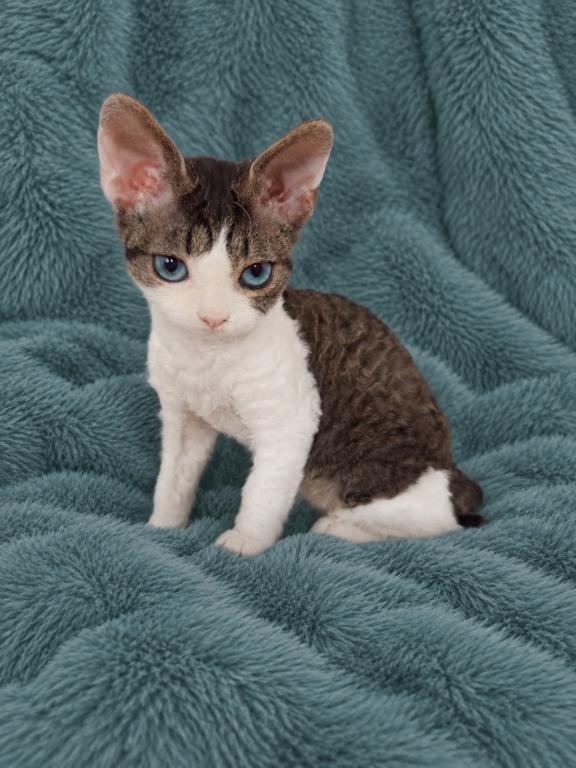 Devon Rex With Dominant Blue Eyes photo 4