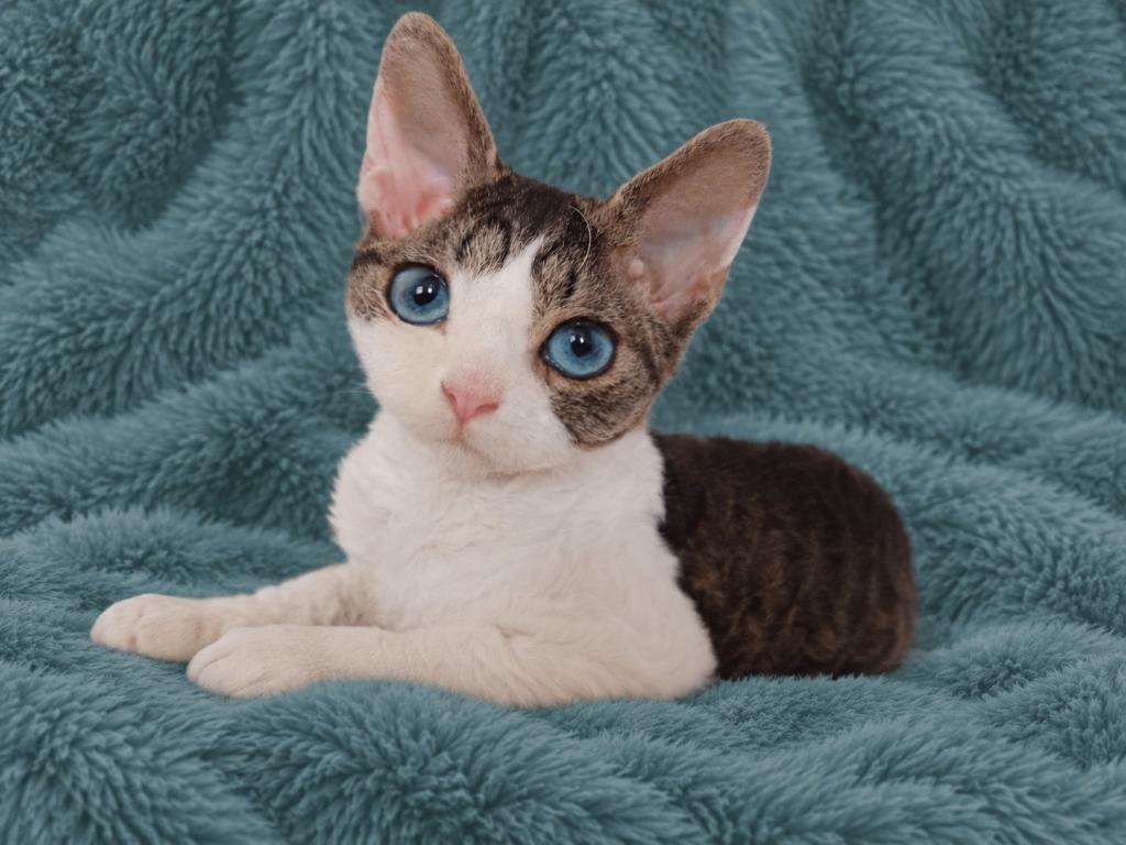 Devon Rex With Dominant Blue Eyes photo 1