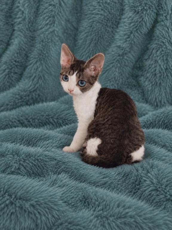 Devon Rex With Dominant Blue Eyes photo 2