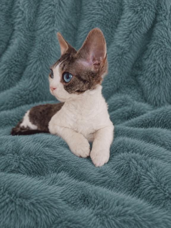 Devon Rex With Dominant Blue Eyes photo 3