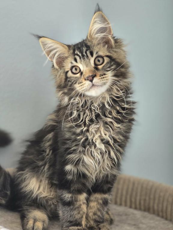 Adorable MaineCoon Male photo 1