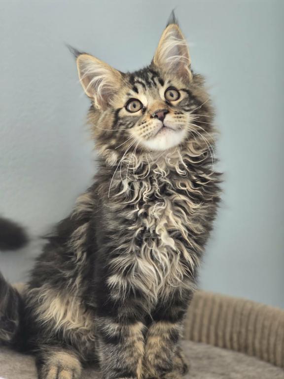 Adorable MaineCoon Male photo 2