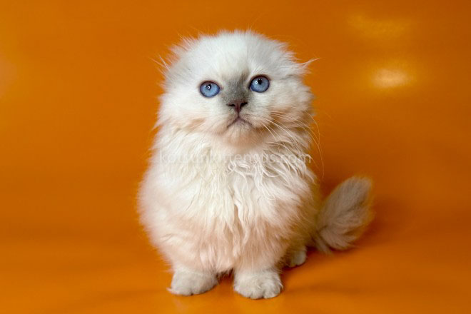 Stormy Munchkin Fold Longhair Blue Eyes photo 13