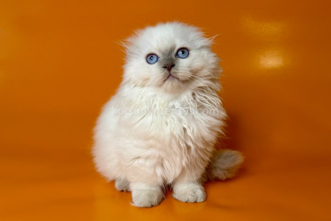 Stormy Munchkin Fold Longhair Blue Eyes photo 10