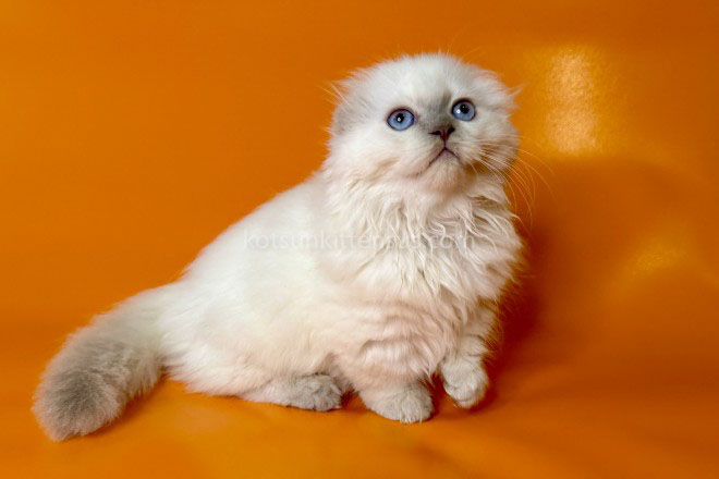 Stormy Munchkin Fold Longhair Blue Eyes photo 16