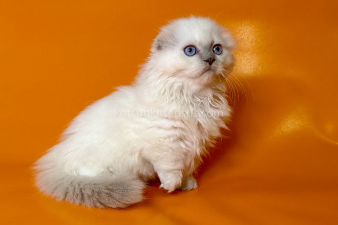 Stormy Munchkin Fold Longhair Blue Eyes photo 9