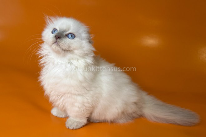 Stormy Munchkin Fold Longhair Blue Eyes photo 12