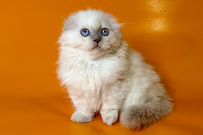 Stormy Munchkin Fold Longhair Blue Eyes photo 2