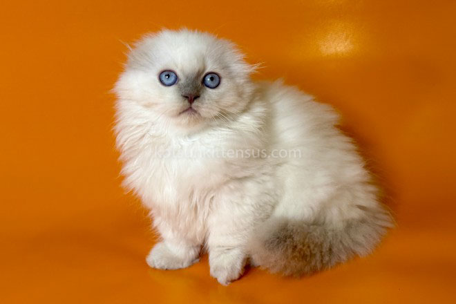 Stormy Munchkin Fold Longhair Blue Eyes photo 17