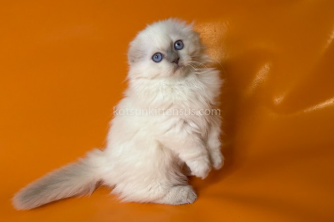 Stormy Munchkin Fold Longhair Blue Eyes photo 4