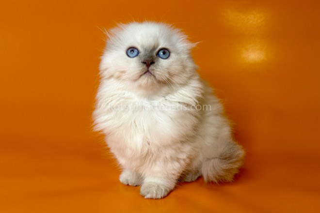 Stormy Munchkin Fold Longhair Blue Eyes photo 7