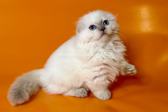 Stormy Munchkin Fold Longhair Blue Eyes photo 5