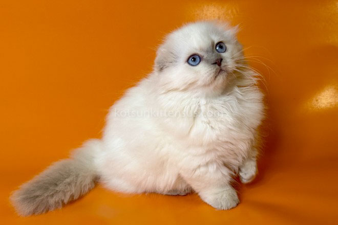 Stormy Munchkin Fold Longhair Blue Eyes photo 8