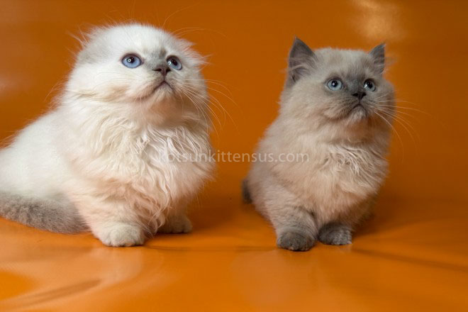 Stormy Munchkin Fold Longhair Blue Eyes photo 6
