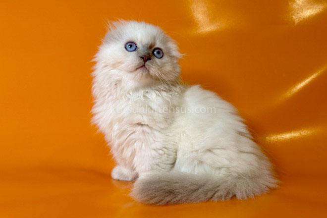 Stormy Munchkin Fold Longhair Blue Eyes photo 11